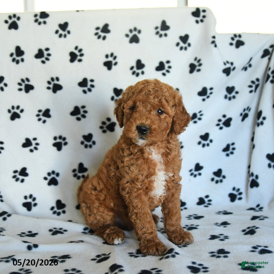 Mini Goldendoodle dogs Ruckus - Ad 2