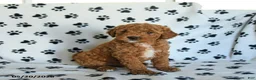 Mini Goldendoodle dogs for sale: Ruckus - Ad 2