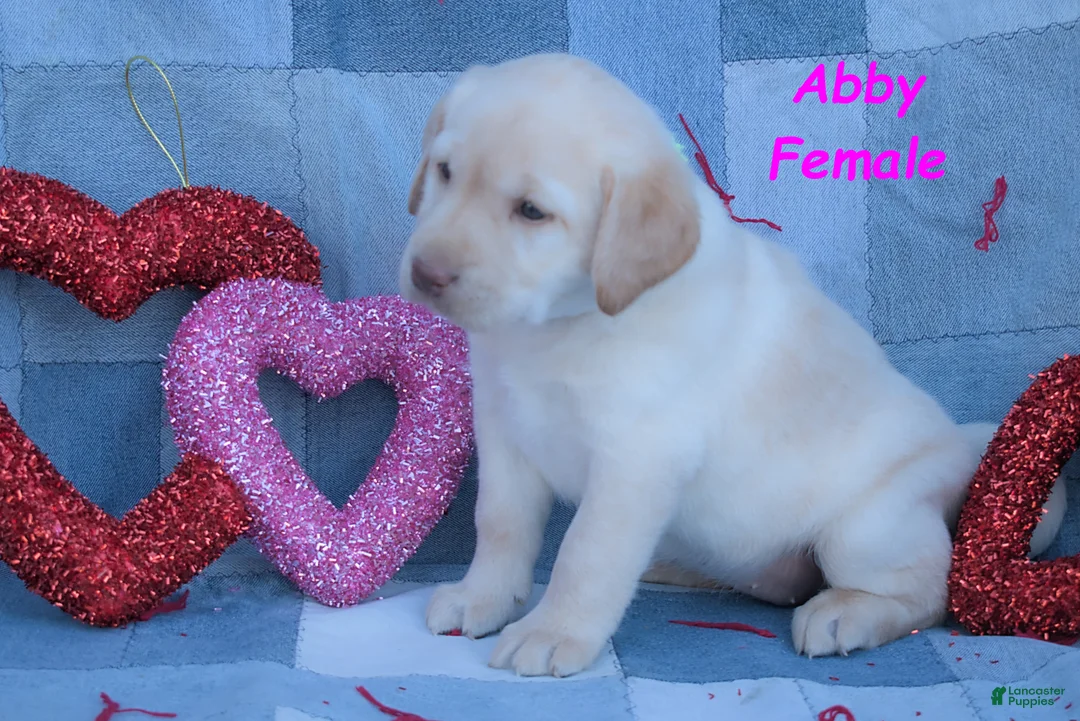 Labrador Retriever dogs for sale: Abby - Ad 2