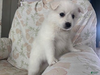 American Eskimo dogs Kiah - Ad 2
