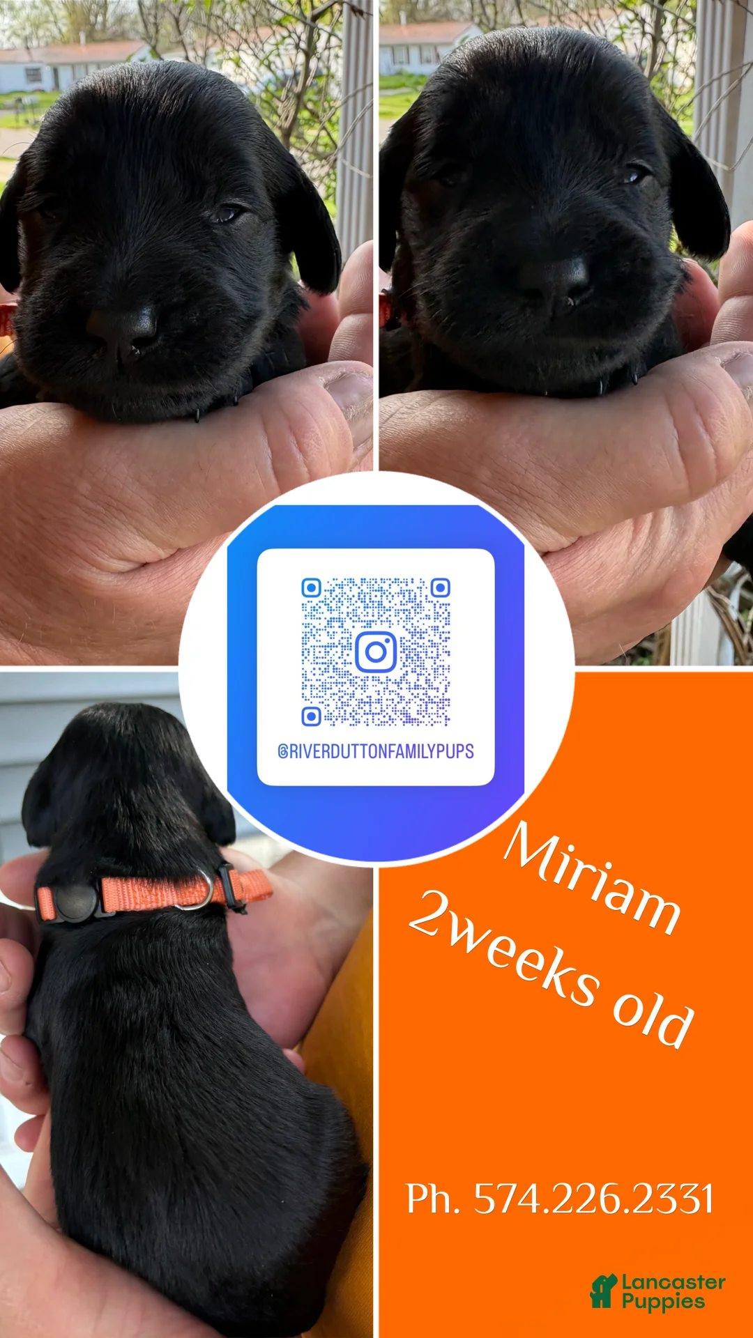 Mixed Breed dogs for sale: Golden Labradoodle Puppy 7 - Ad 1