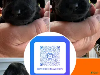 Mixed Breed dogs Golden Labradoodle Puppy 7 - Ad 9