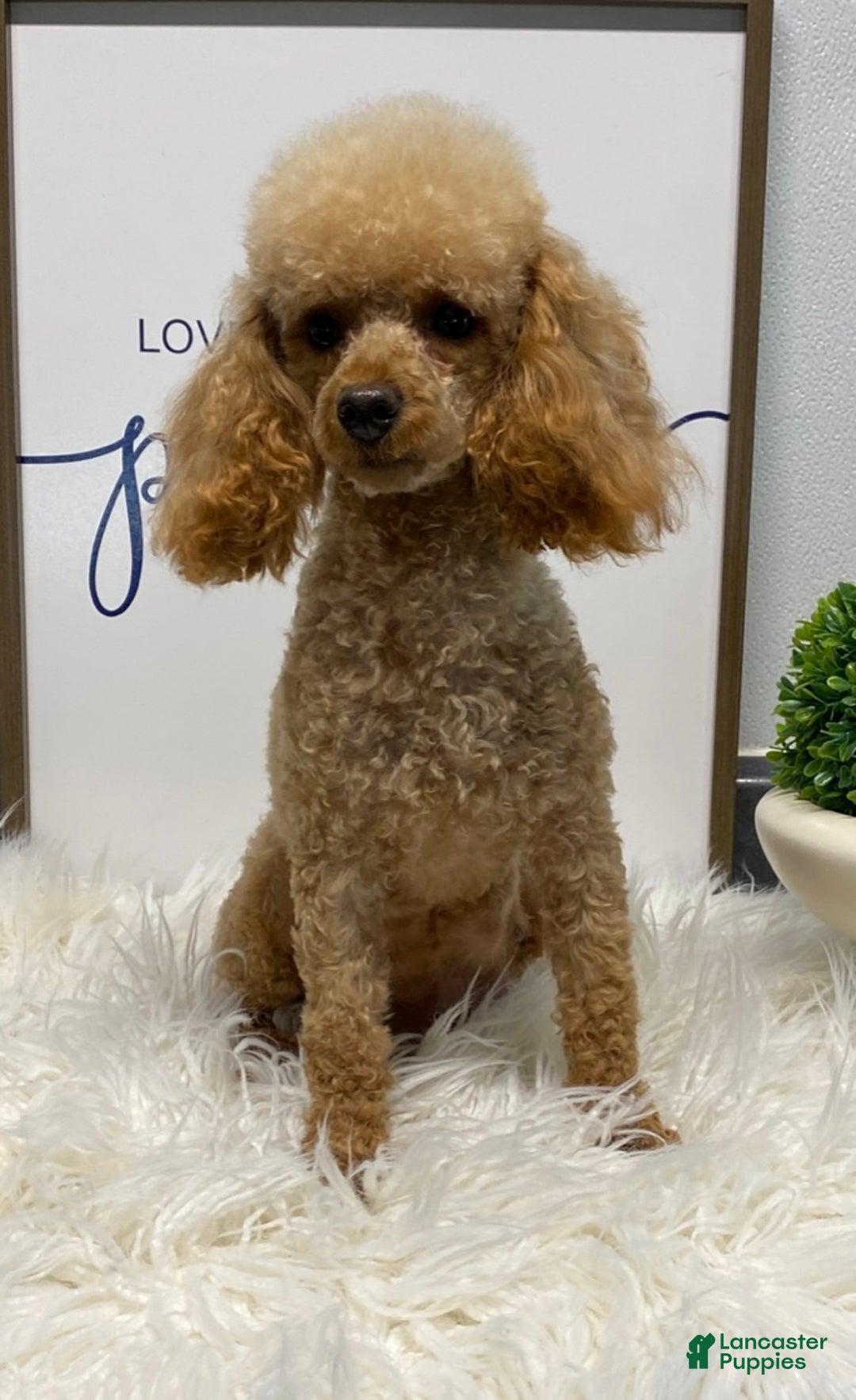 Toy Poodle dogs for sale: Eduardo - Ad 5