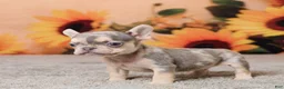 French Bulldog dogs for sale: Rubbles - Ad 5
