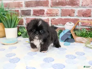 Shih Tzu dogs Manny - Ad 22