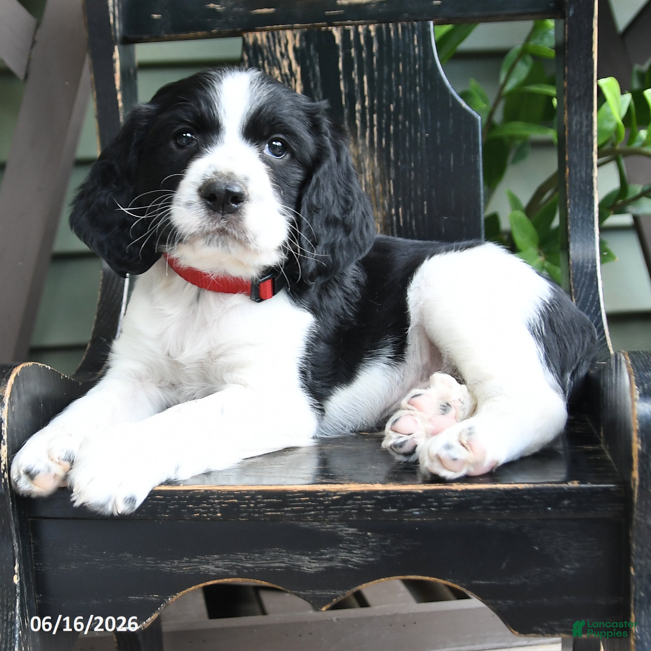 English Springer Spaniel dogs Avalanche - Ad 2