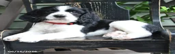 English Springer Spaniel dogs for sale: Avalanche - Ad 2