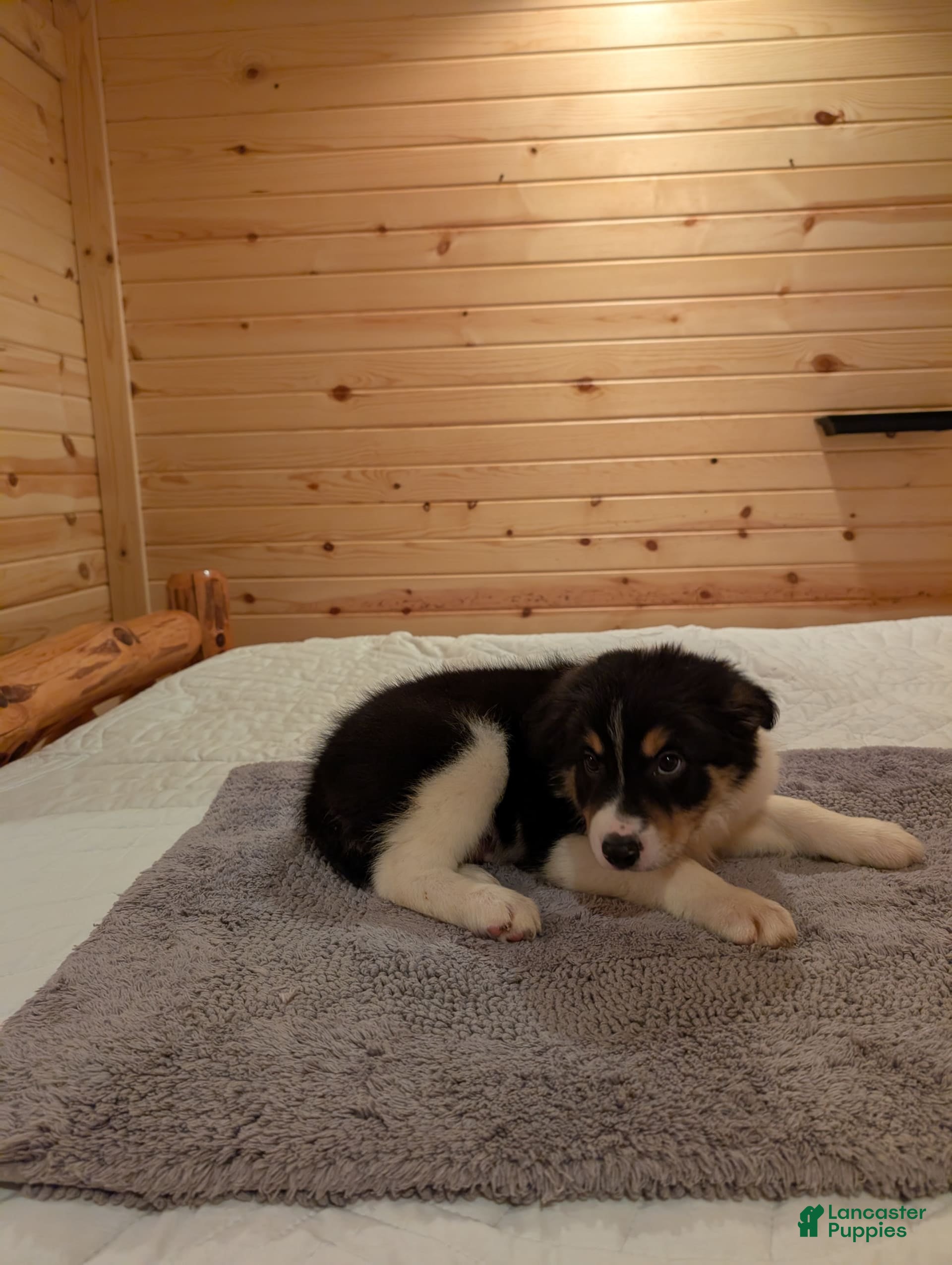 Border Collie dogs T J - Ad 12