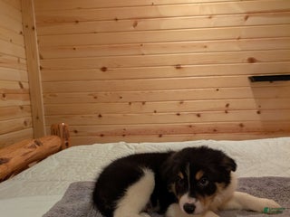 Border Collie dogs T J - Ad 12