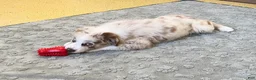 Australian Shepherd dogs for sale: Turbo  - Ad 9