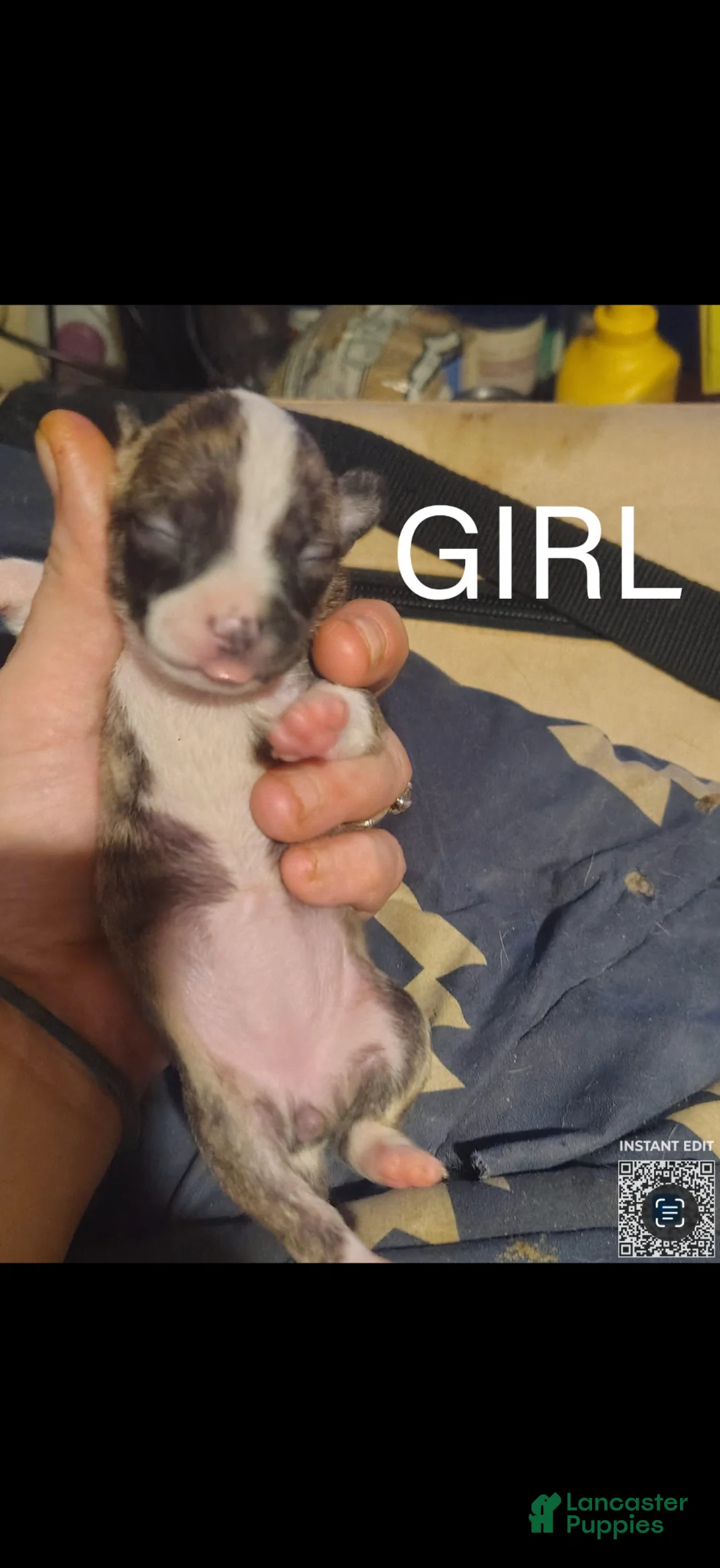 Mixed Breed dogs for sale: Angelique - Ad 2
