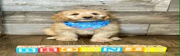 Mini Aussiedoodle dogs for sale: Mini Aussiedoodle 2 brownie  - Ad 1