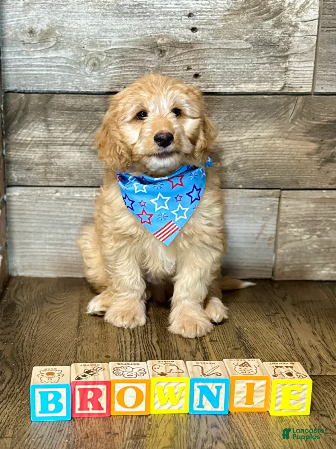 Mini Aussiedoodle dogs for sale: Mini Aussiedoodle 2 brownie  - Ad 1