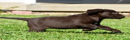 Labrador Retriever dogs for sale: Java - Ad 11