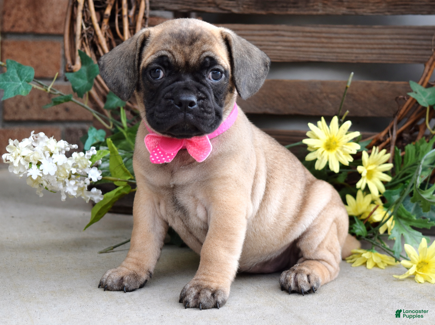 Frug dogs Fiona - Ad 33