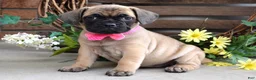 Frug dogs for sale: Fiona - Ad 1