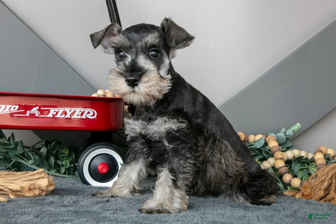 Miniature Schnauzer dogs for sale: Luna - Ad 3