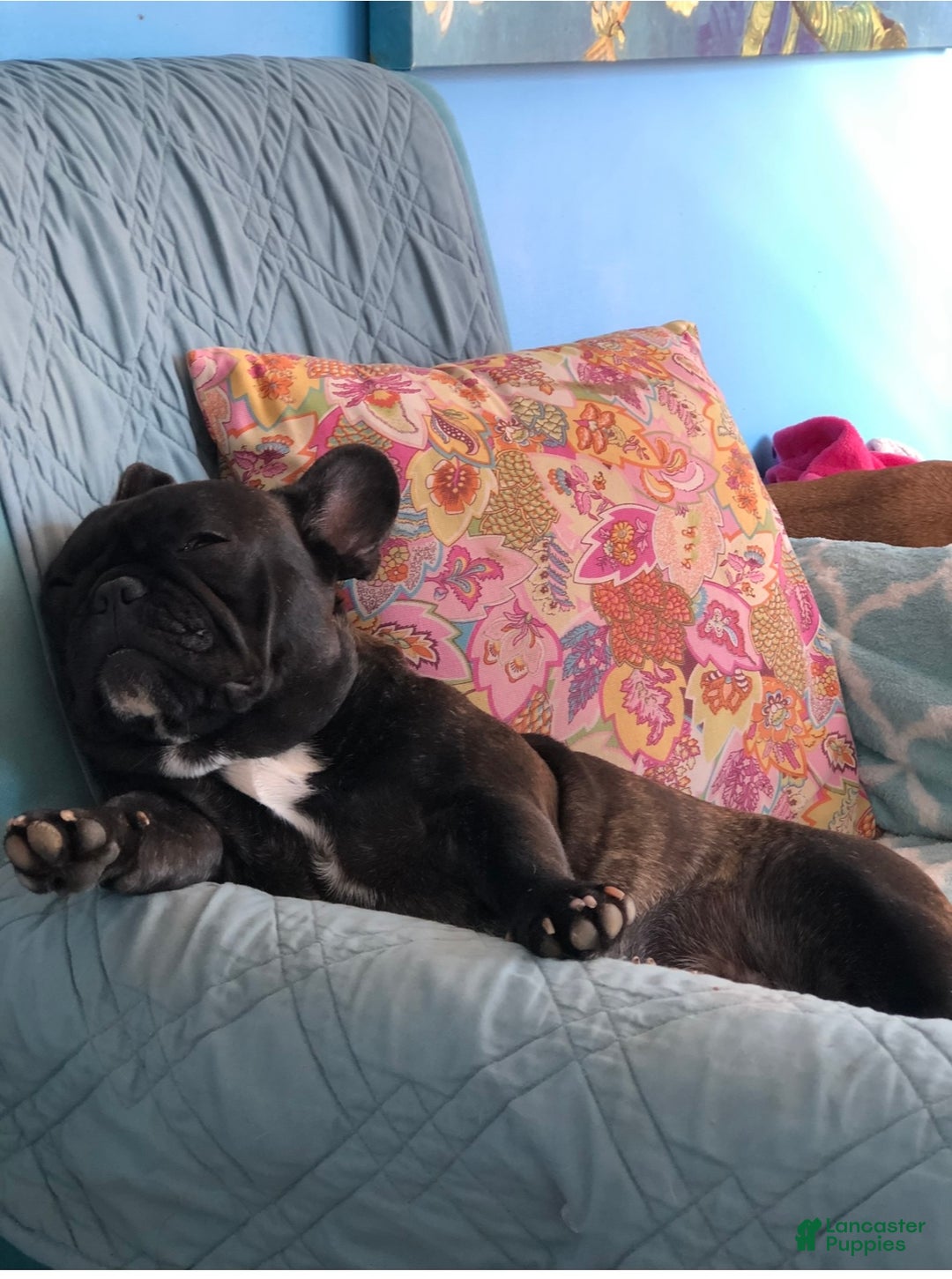 French Bulldog dogs for sale: French Bulldog Puppy 2 - Ad 11