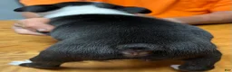 Boston Terrier dogs for sale: Boston Terrier 5 - Henry  - Ad 4