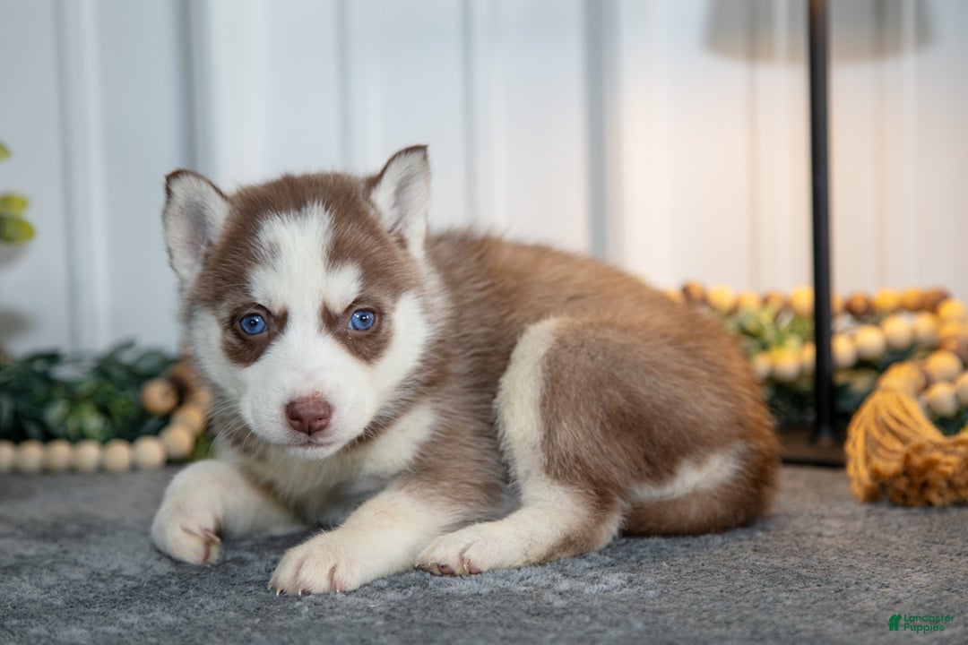 Siberian Husky dogs for sale: Torrence - Ad 3