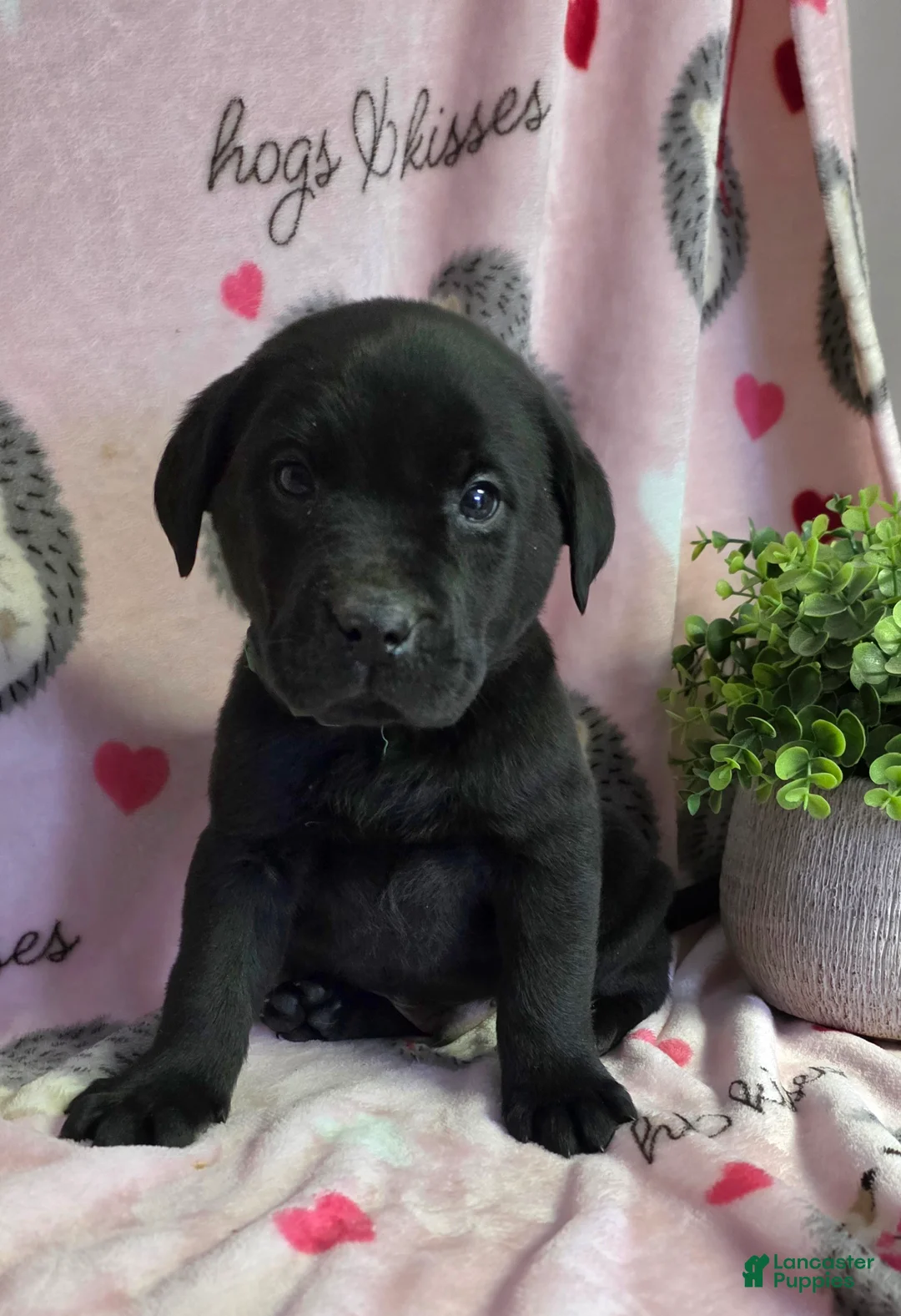 Labrador Retriever dogs for sale: Otis - Ad 2
