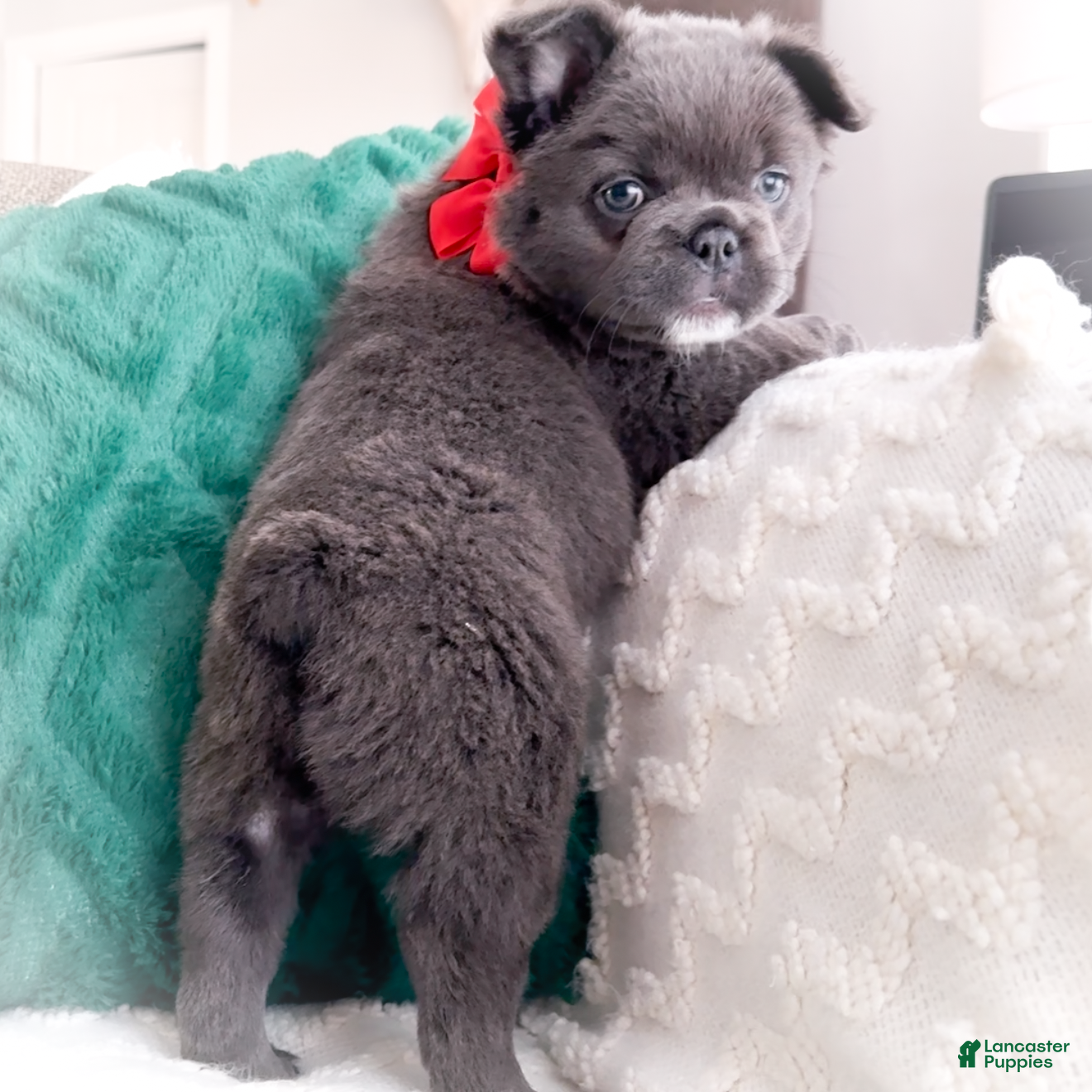 French Bulldog dogs Dancer Blue Fluffy  - Ad 19