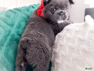 French Bulldog dogs Dancer Blue Fluffy - Ad 7