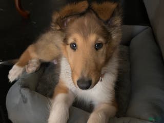 Collie dogs Collie Puppy 1 - Ad 20