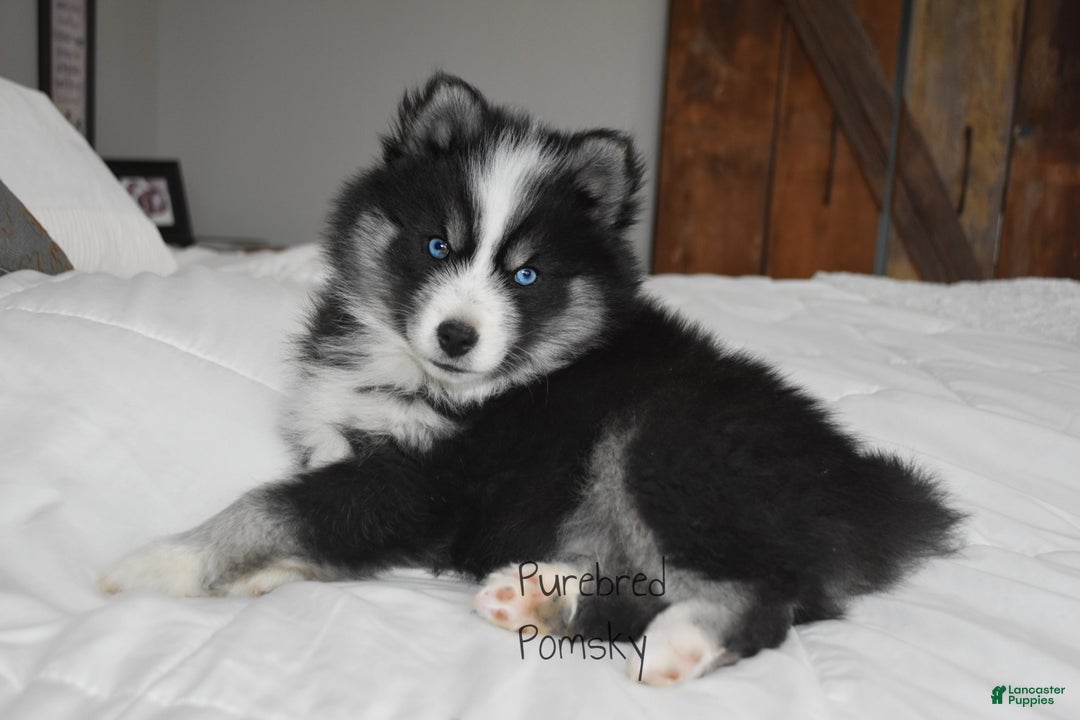 Pomsky dogs for sale: Nitro - Ad 3