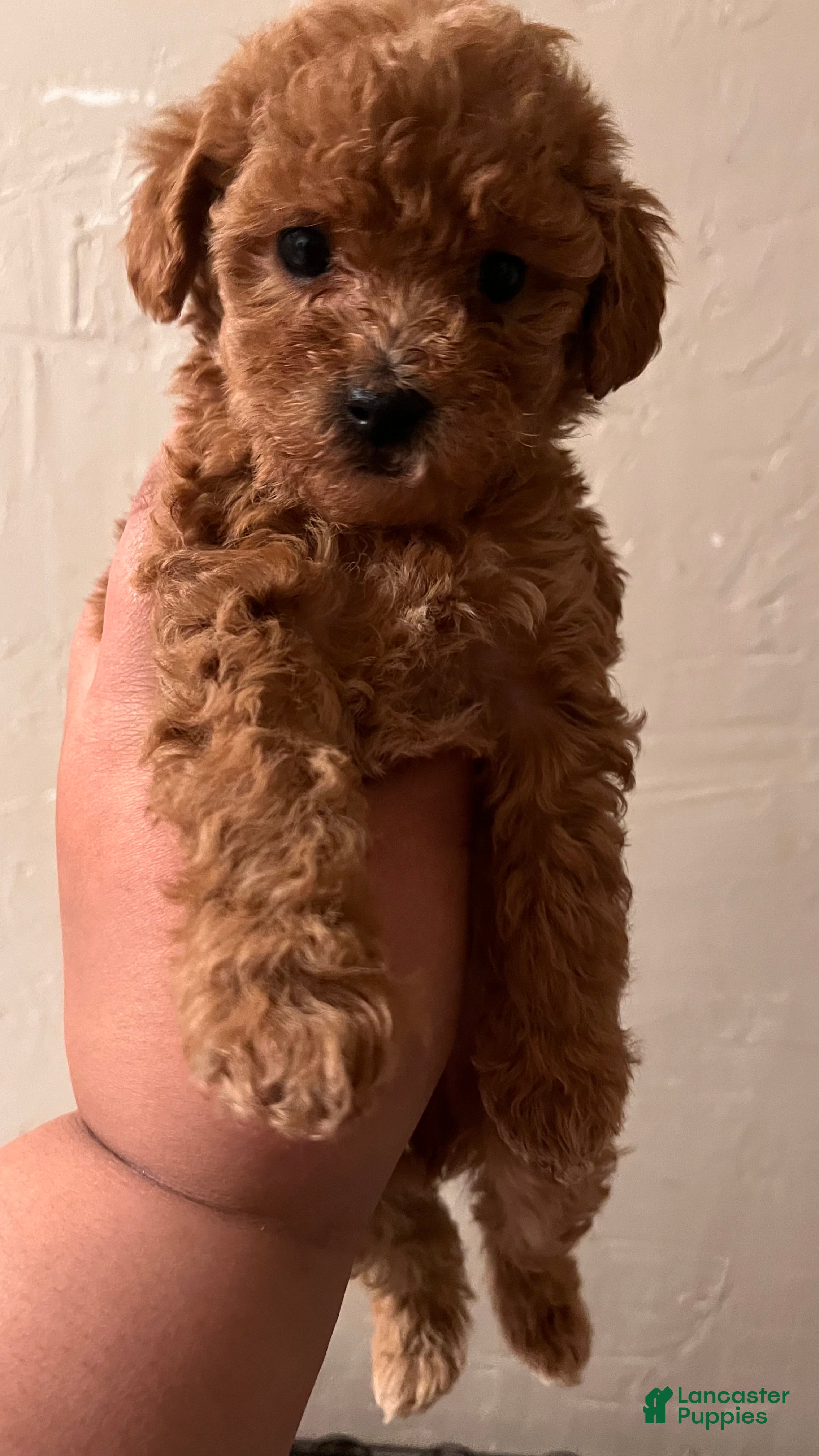 Bichpoo dogs Penelope - Ad 4