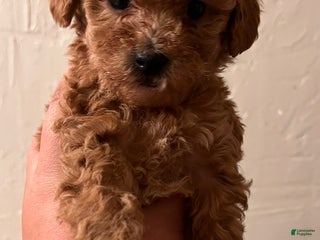 Bichpoo dogs Penelope - Ad 28