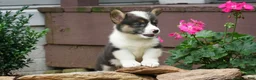 Welsh Corgi Pembroke dogs for sale: Daisy - Ad 3