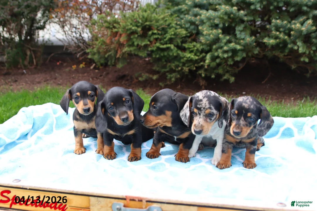 Miniature Dachshund dogs for sale: Lonnie - Ad 2