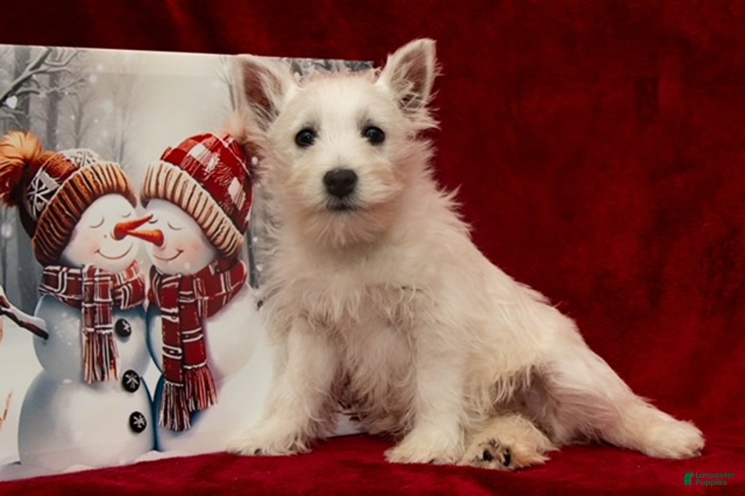 West Highland Terrier dogs for sale: West Highland Terrier Puppy 1 - Ad 1