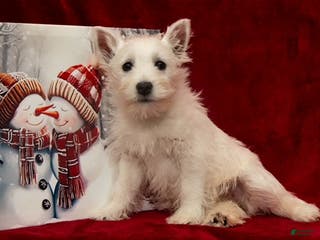 West Highland Terrier dogs West Highland Terrier Puppy 1 - Ad 1