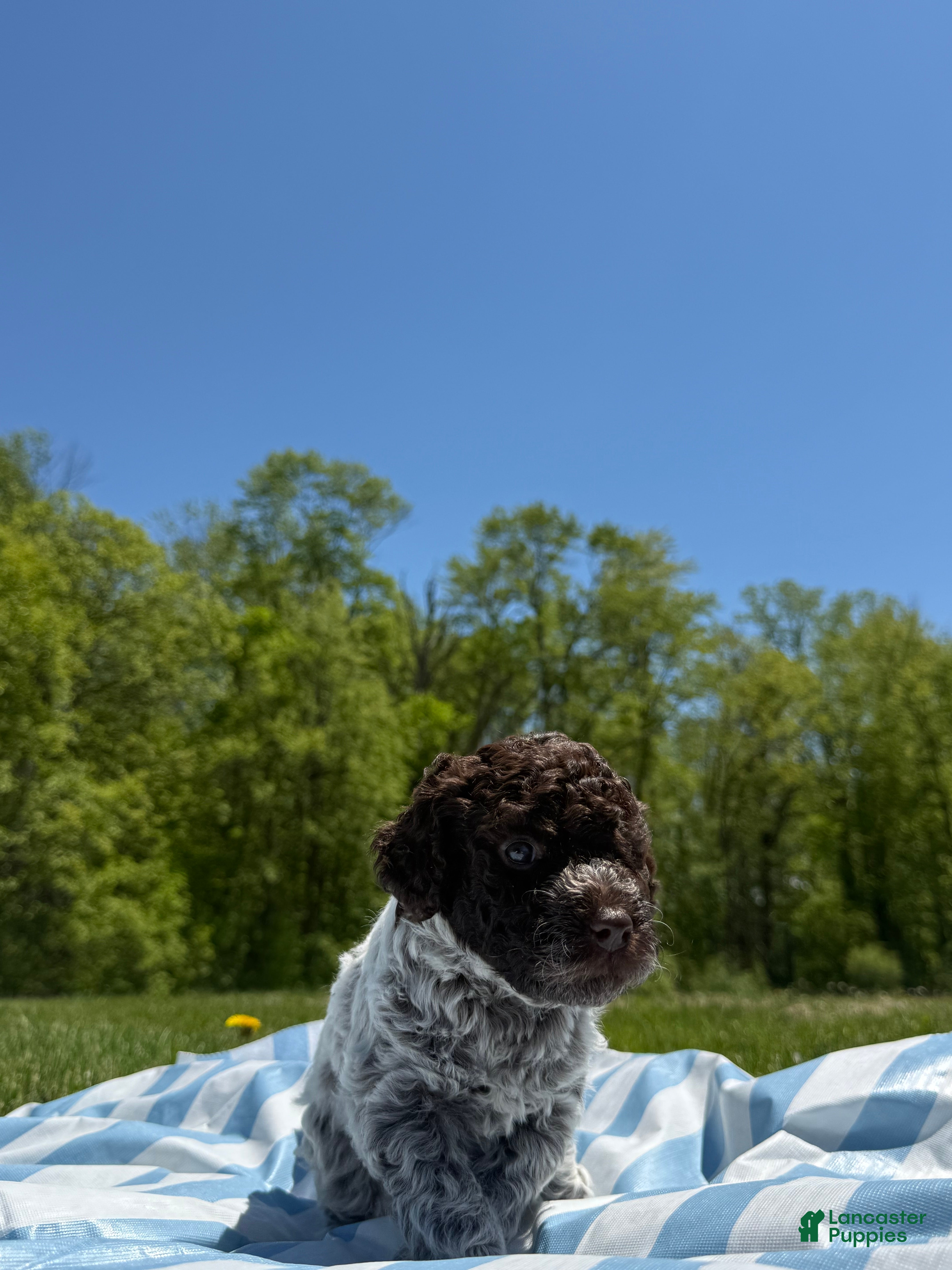 Lagotto Romagnolo dogs Lagotto Romagnolo Puppy 5 - Ad 15