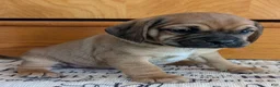 Puggle dogs for sale: Kidd - Ad 6