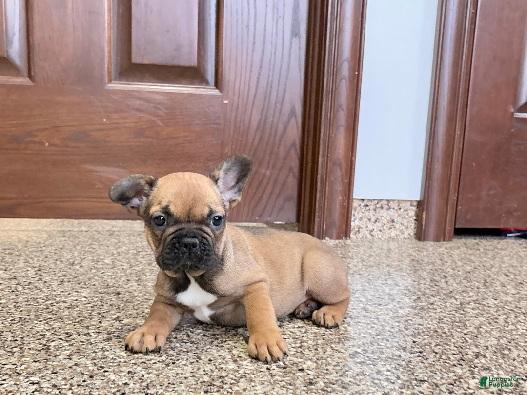 French Bulldog dogs for sale: French Bulldog Puppy 4 - Ad 8