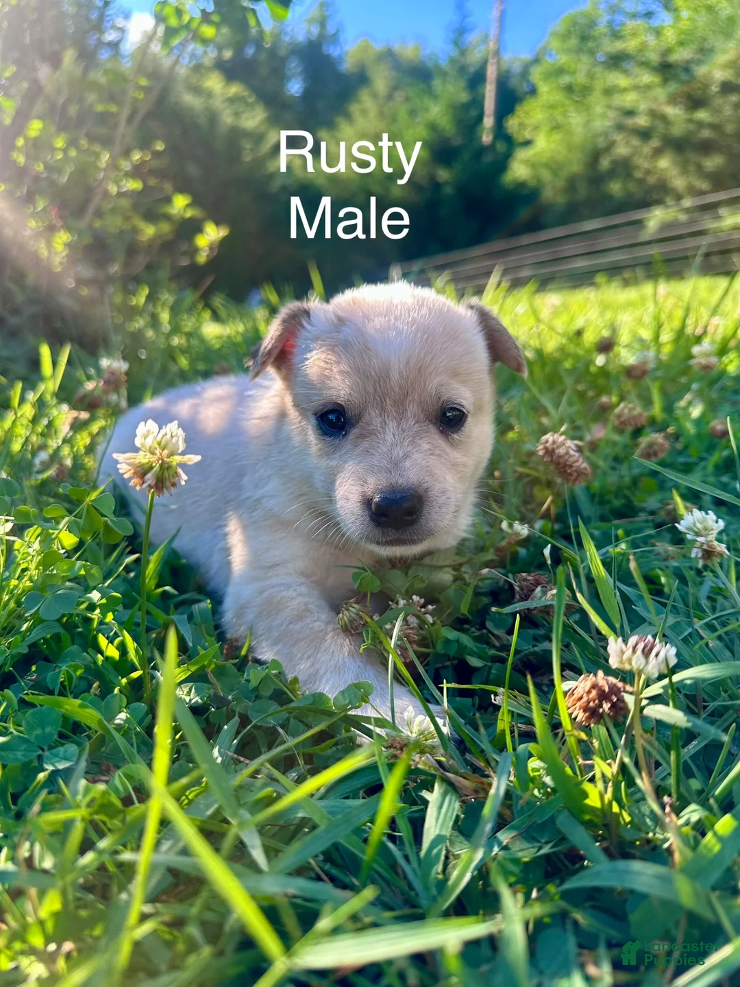 Australian Cattle Dog dogs for sale: Australian Cattle Dog Rusty - Ad 1