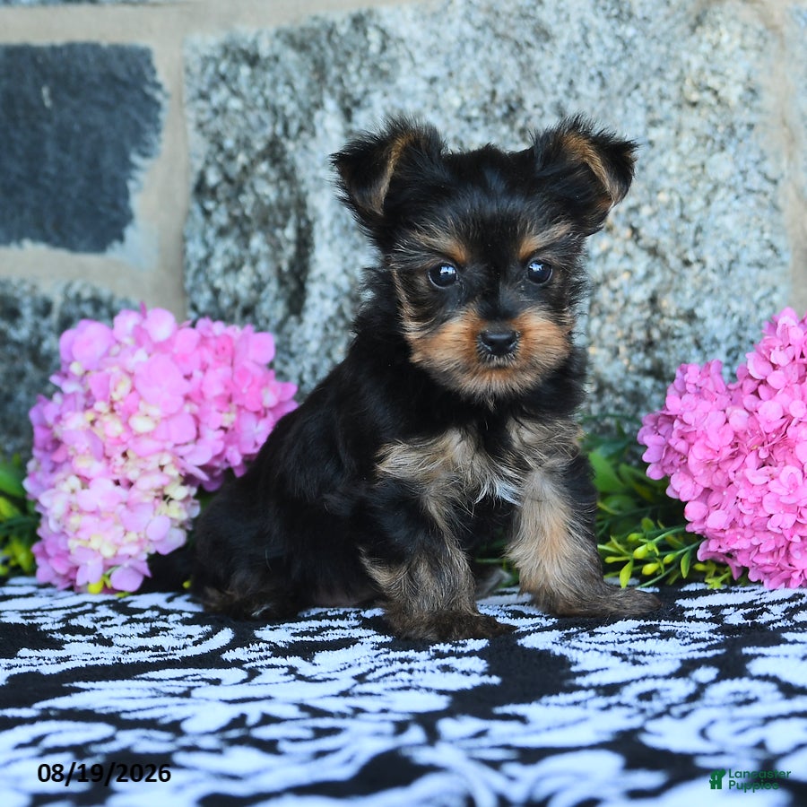 Yorkshire Terrier dogs Fritz - Ad 1