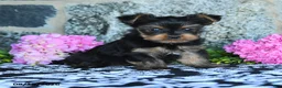 Yorkshire Terrier dogs for sale: Fritz - Ad 1