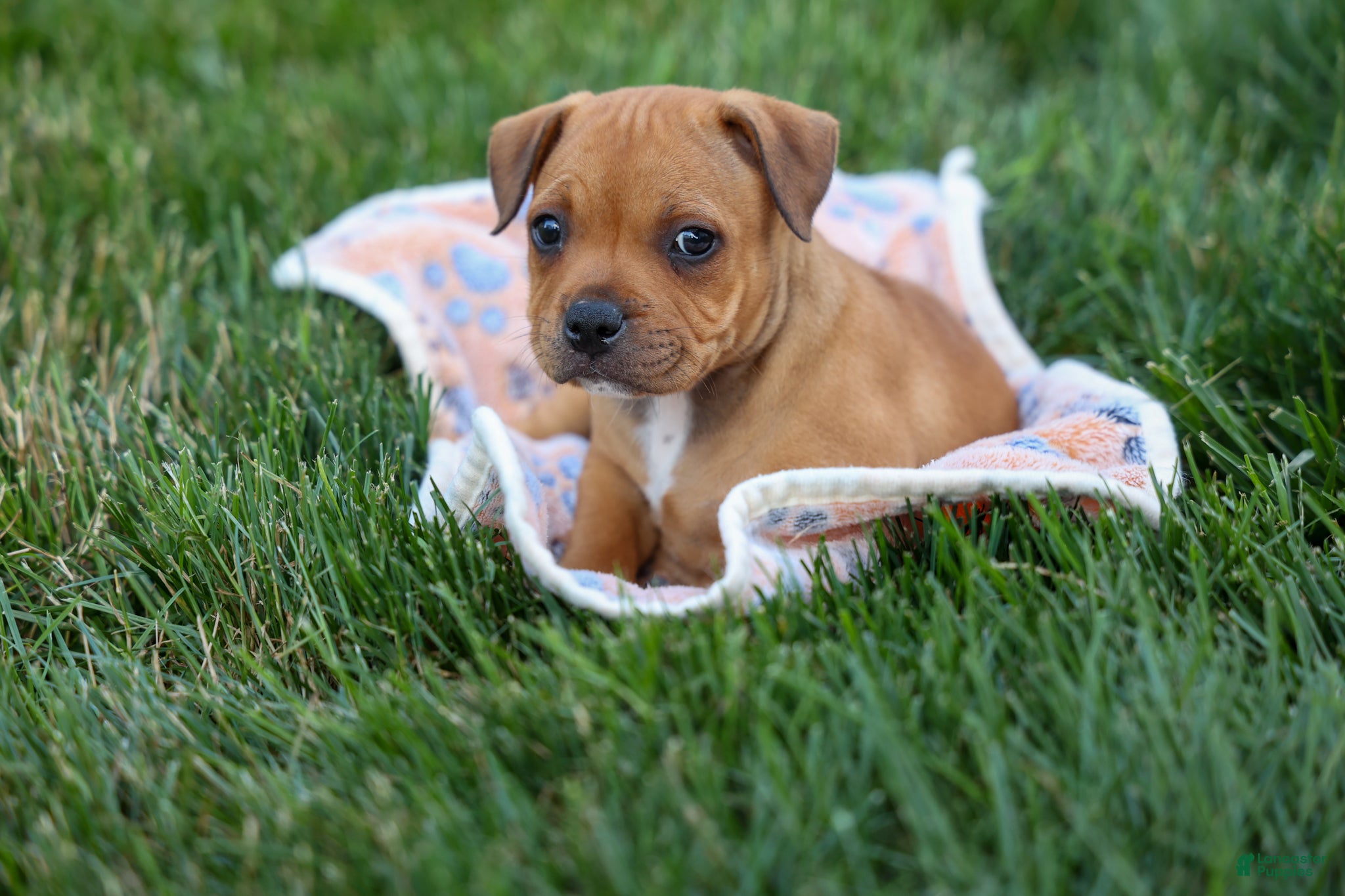 Staffordshire Bull Terrier dogs Marley 🌸🐾 - Ad 2