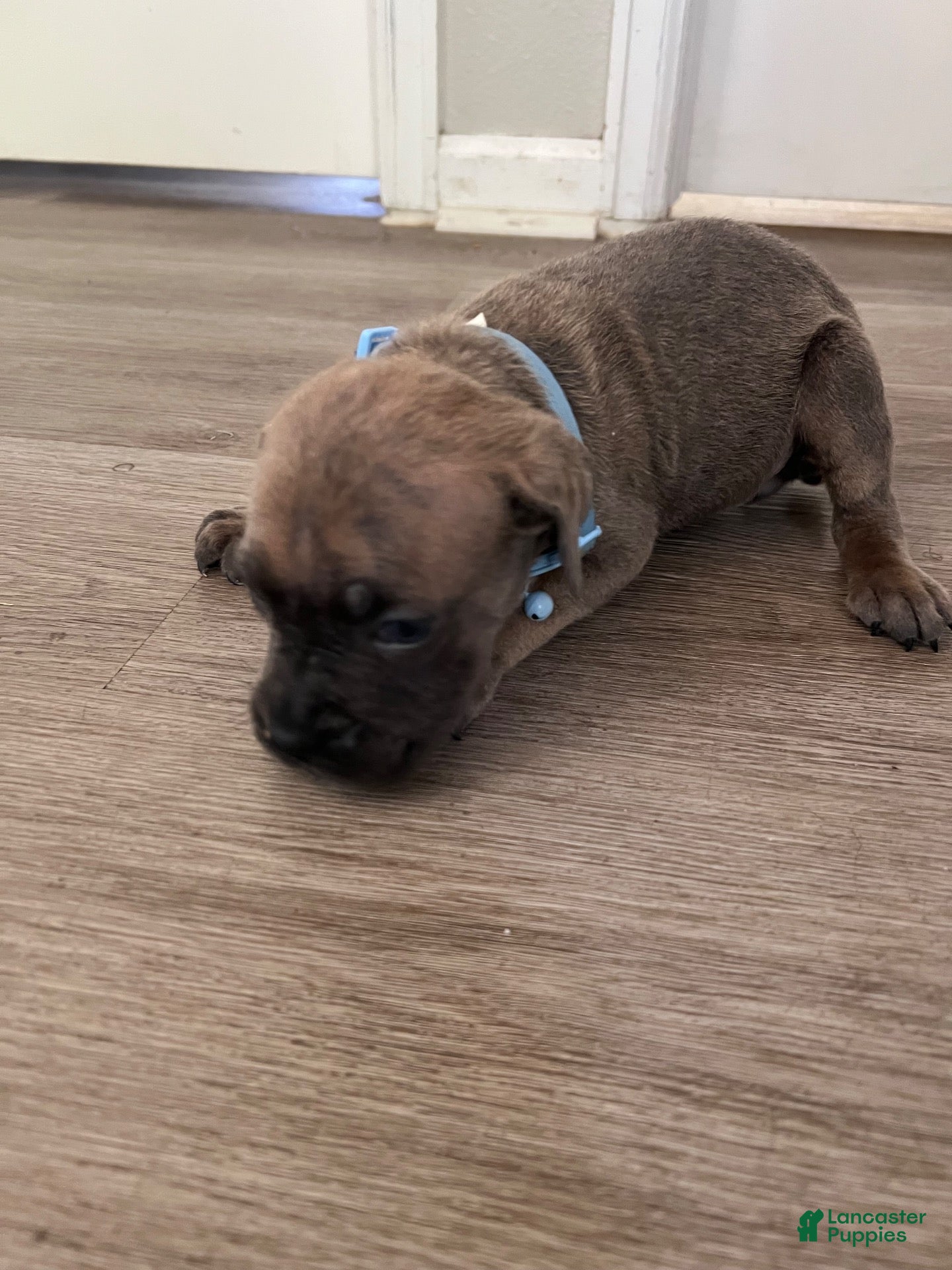 Cane Corso dogs Cane Corso 10 - Ad 1