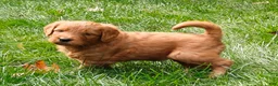 Goldendoodle dogs for sale: Latte - Ad 18