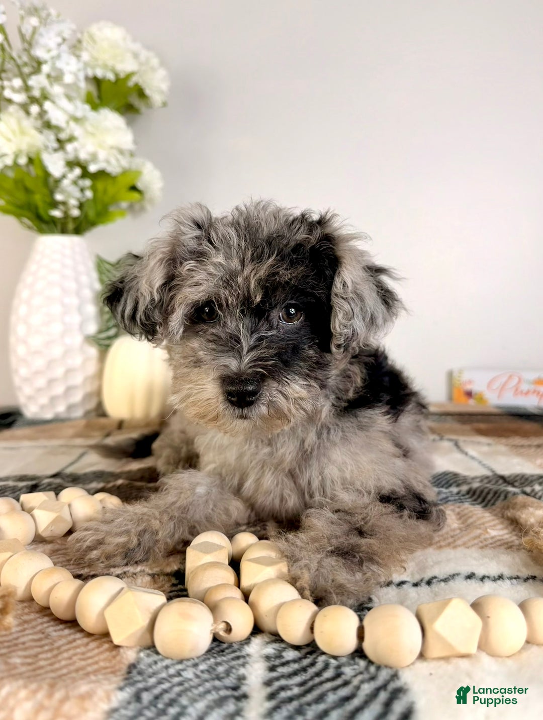 Yorkiepoo dogs for sale: Luna - Ad 5