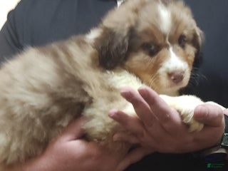 Australian Shepherd dogs Sammy - Ad 7