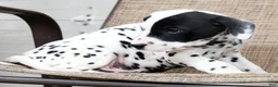 Dalmatian dogs for sale: Patches - Ad 5