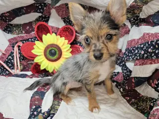 Mixed Breed dogs Indya F (Yorky-Pom) - Ad 20