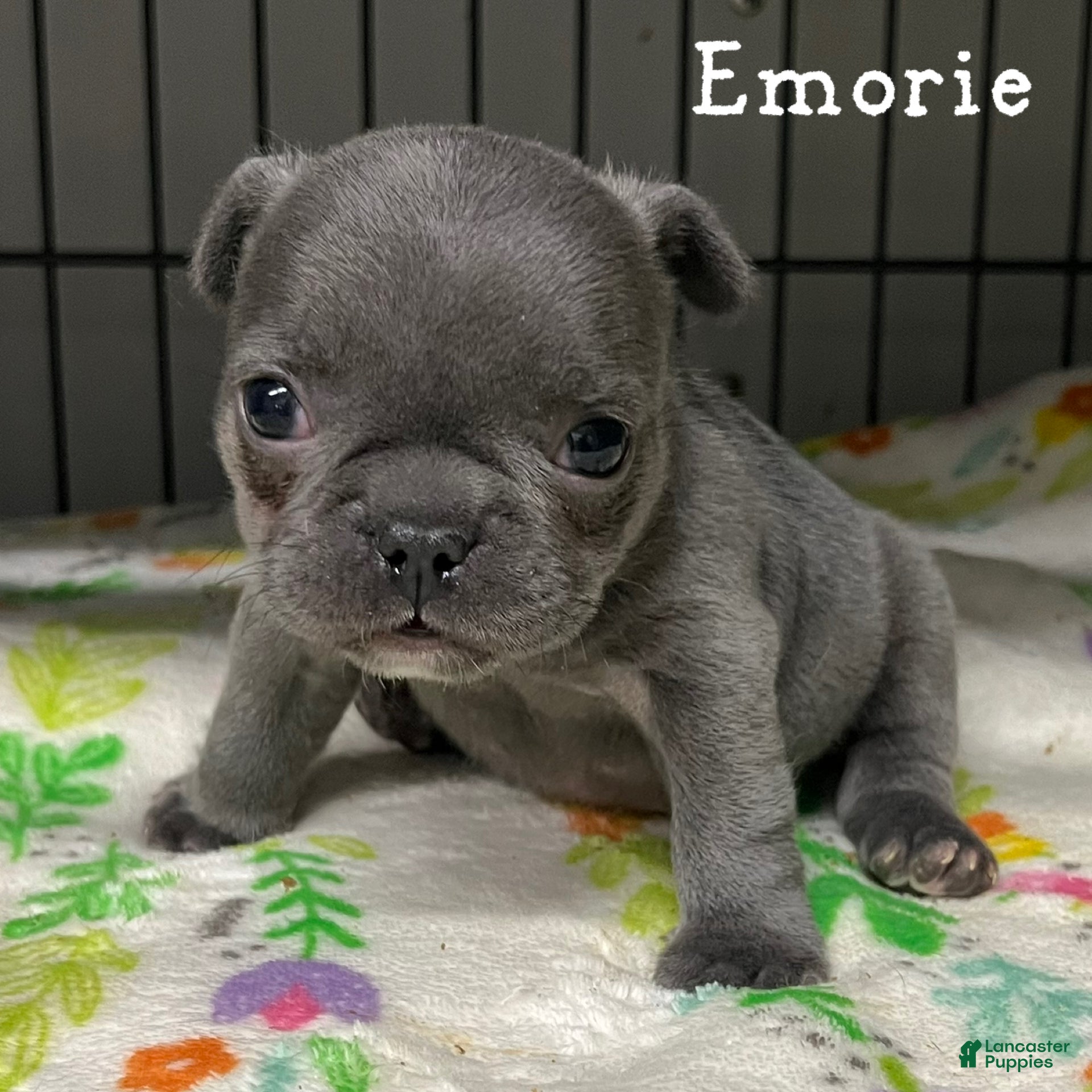French Bulldog dogs Emorie - Ad 1