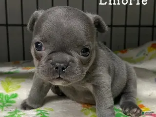 French Bulldog dogs for sale: Emorie - Ad 1